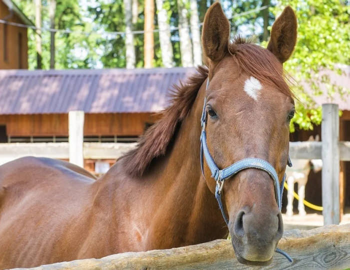 Конный клуб для детей - Дом отдыха «Атлас Парк Отель»